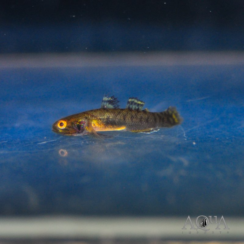 Dwarf Mangrove Goby (Mugilogobius cavifrons)