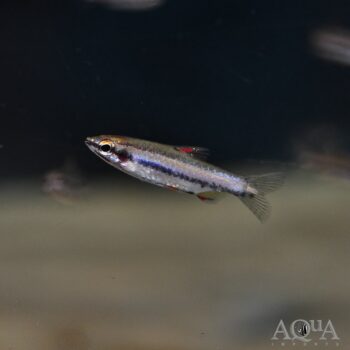 Dwarf / Marginatus Pencilfish (Nannostomus marginatus)