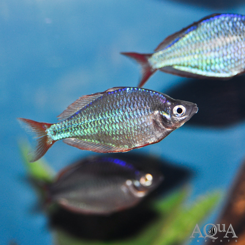 Dwarf Neon / Praecox Rainbow (Melanotaenia praecox)