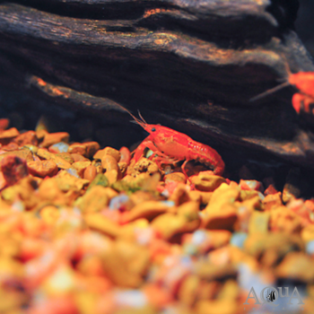 Mexican Dwarf Orange Crayfish (Cambarellus patzcuarensis 'orange')