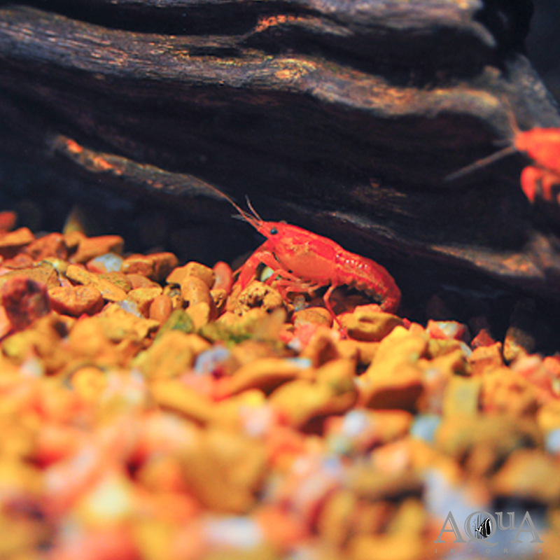 Mexican Dwarf Orange Crayfish (Cambarellus patzcuarensis 'orange')