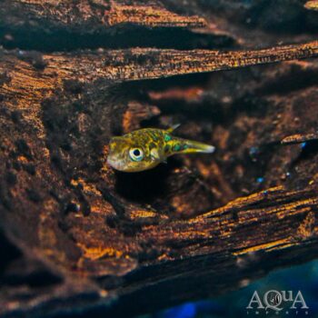 Dwarf Pea Puffer (Carinotetraodon travancoricus)