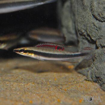 Dwarf Pike Cichlid (Wallaciia notophthalmus)