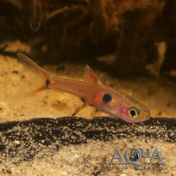 Dwarf / Maculatus Rasbora (Boraras maculatus) - Group of 10 Fish