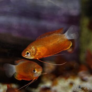 Red Thicklip Gourami (Trichogaster labiosa)