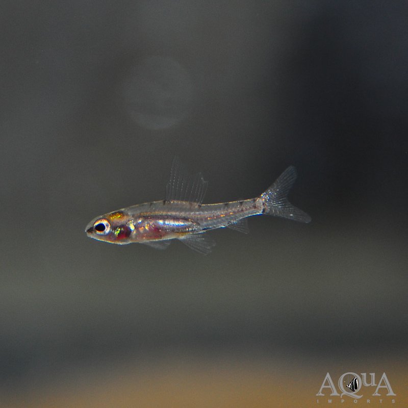 Dwarf Red Hummingbird Tetra (Odontocharacidium aphanes)