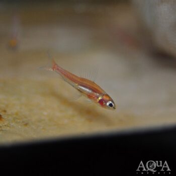 Dwarf Red Hummingbird Tetra (Odontocharacidium aphanes)