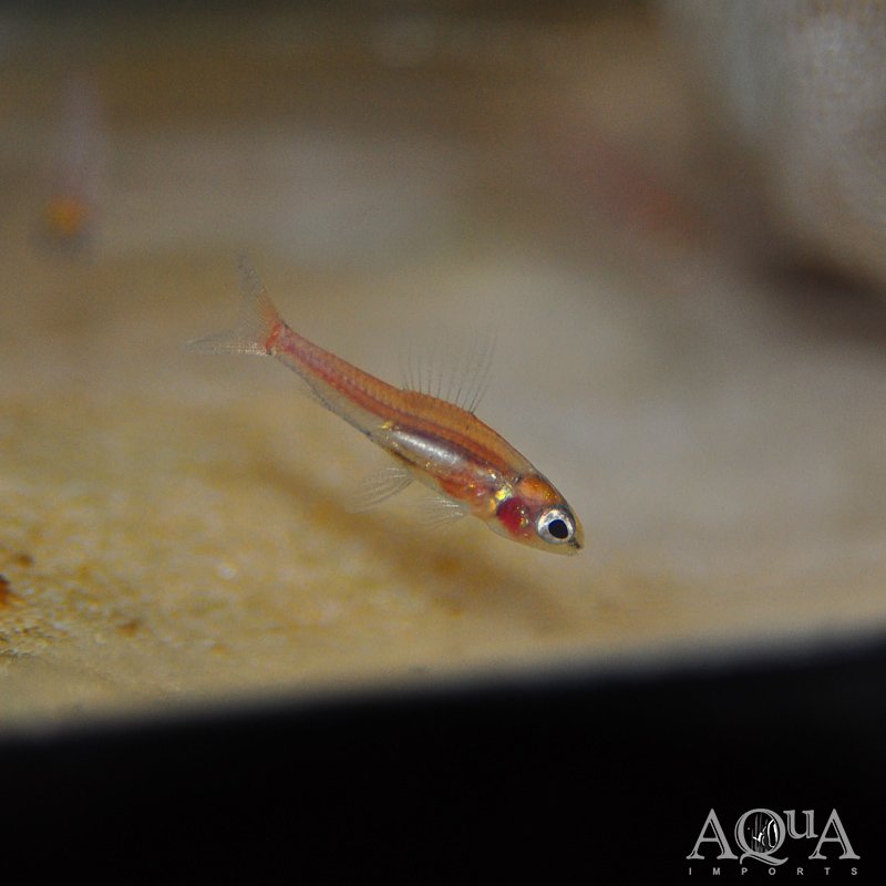 Dwarf Red Hummingbird Tetra (Odontocharacidium aphanes)