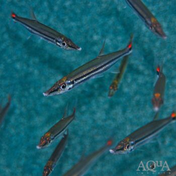 Dwarf Redtail Barracuda (Acestrorhynchus nasutus)