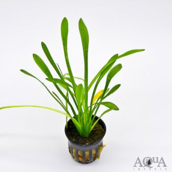 Dwarf Sagittaria (Sagittaria subulata)