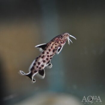 Dwarf Synodontis Catfish (Synodontis petricola)