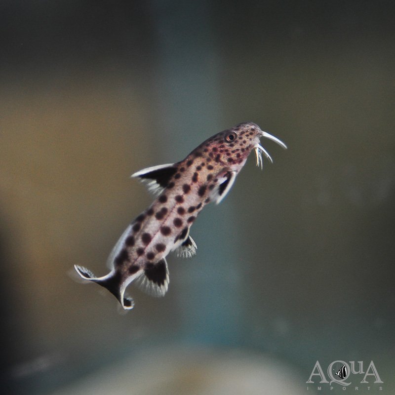Dwarf Synodontis Catfish (Synodontis petricola)