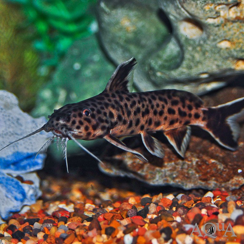 Dwarf Synodontis Catfish (Synodontis petricola) - Image 2