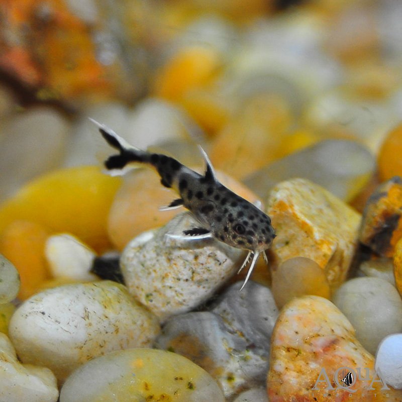 Dwarf Synodontis Catfish (Synodontis petricola)