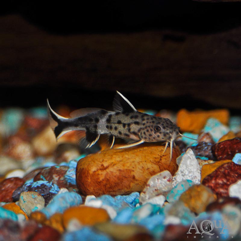 Dwarf Synodontis Catfish (Synodontis petricola)