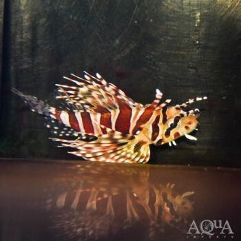 Dwarf Zebra Lionfish (Dendrochirus zebra)