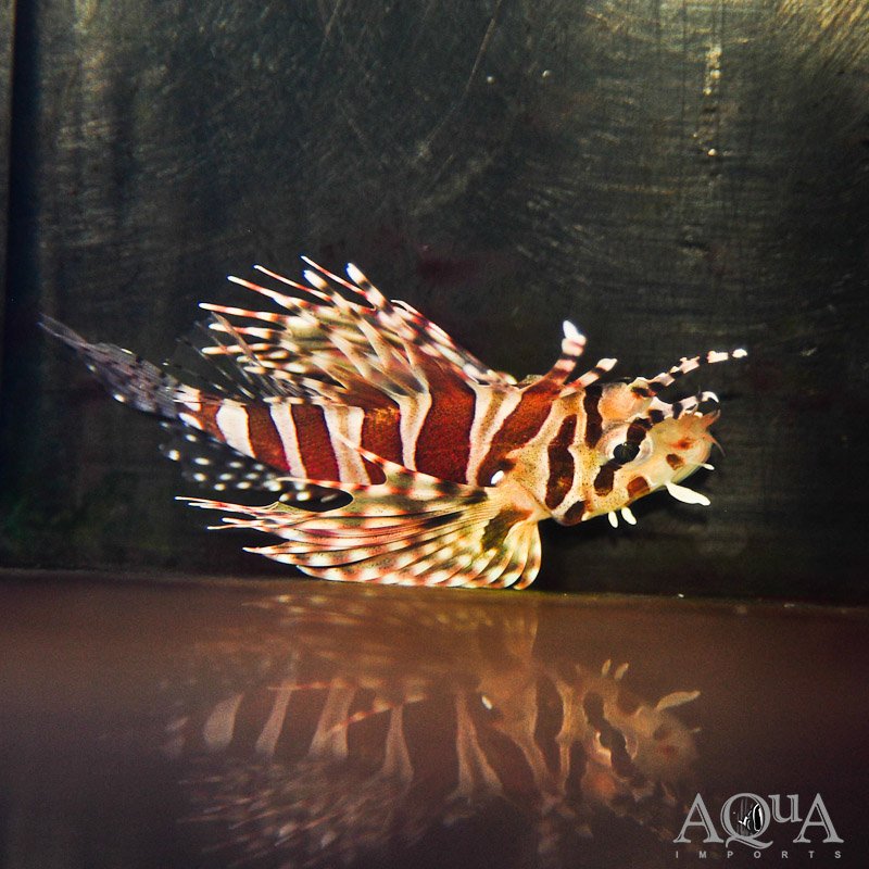 Dwarf Zebra Lionfish (Dendrochirus zebra)