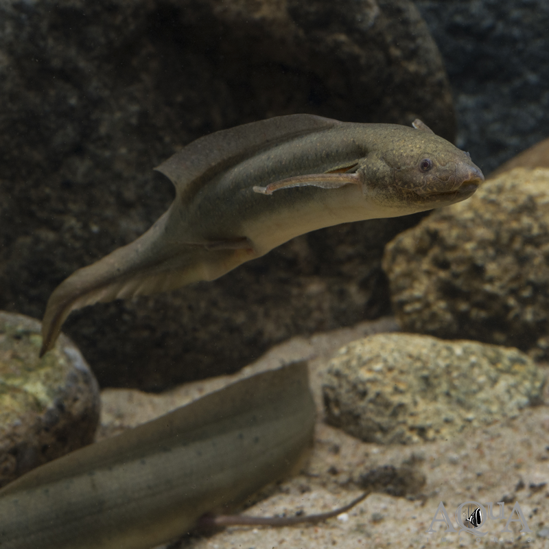 Gilled African Lungfish (Protopterus amphibius)
