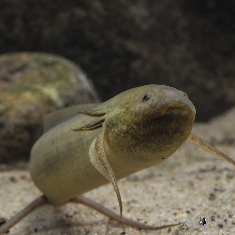 Gilled African Lungfish (Protopterus amphibius)