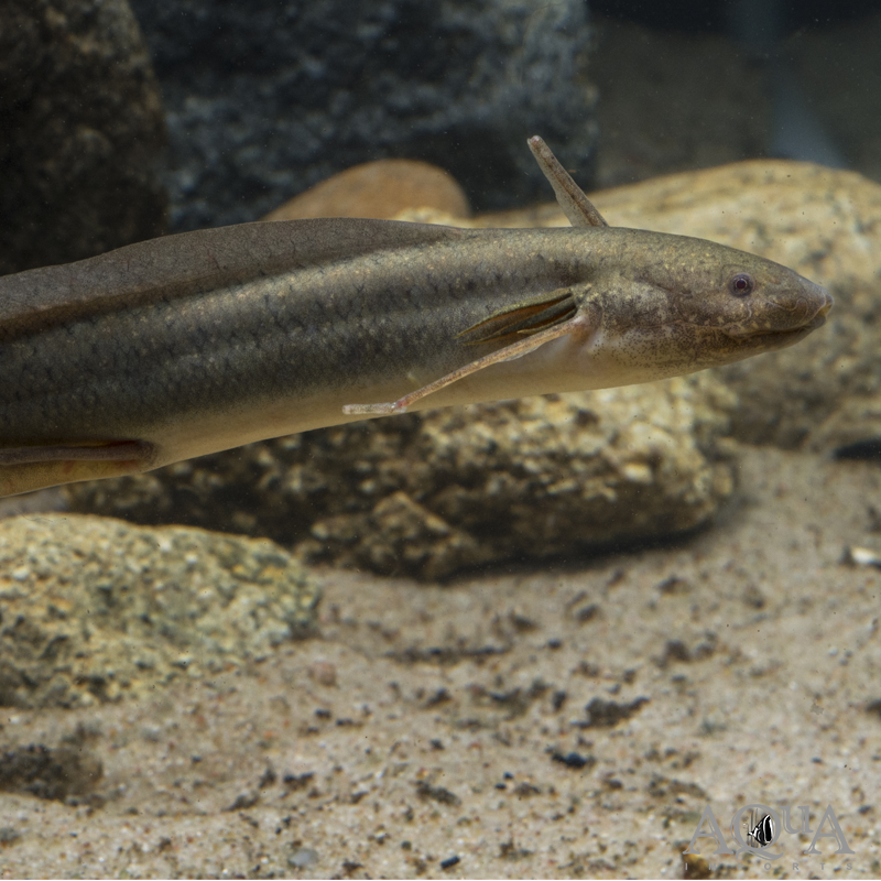 Gilled African Lungfish (Protopterus amphibius)