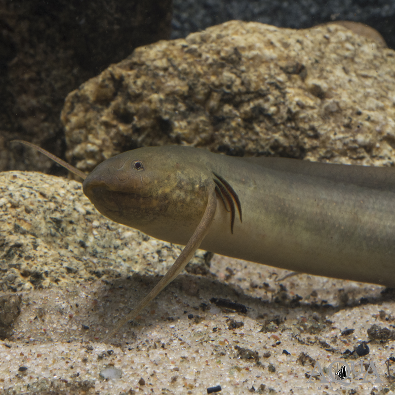 Gilled African Lungfish (Protopterus amphibius)