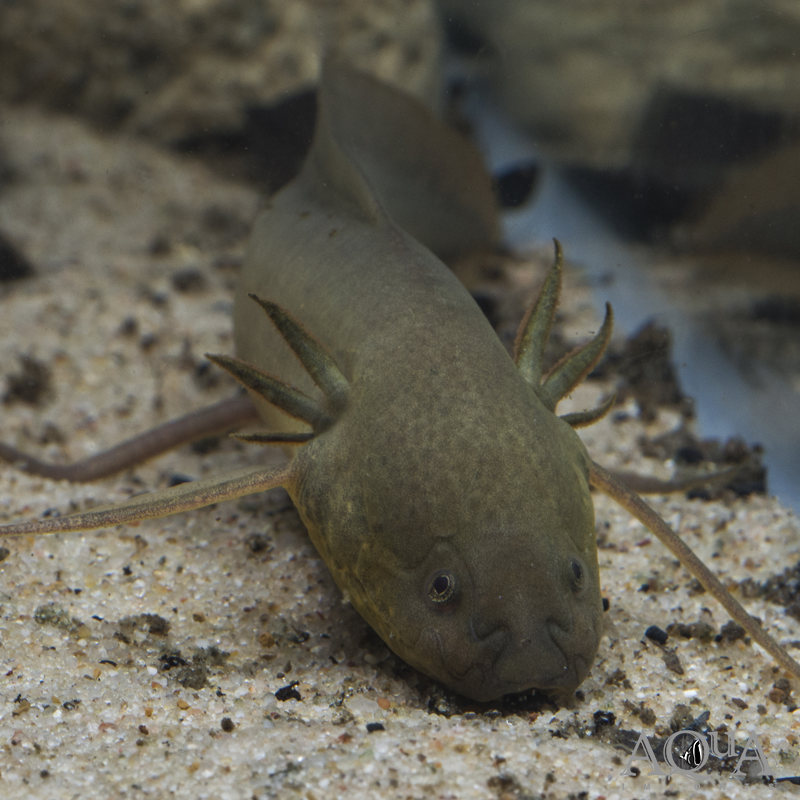 Gilled African Lungfish (Protopterus amphibius)