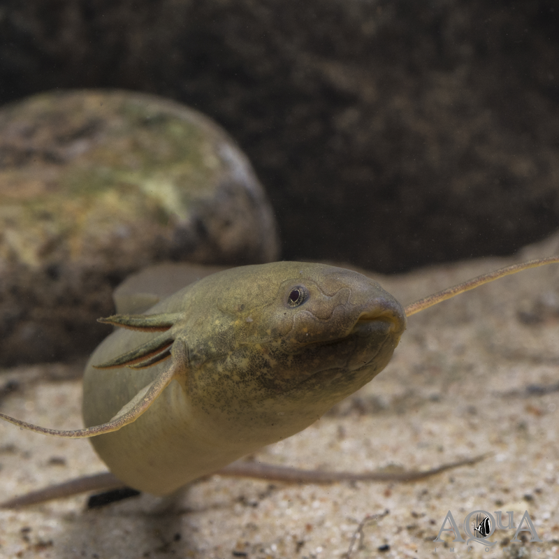 Gilled African Lungfish (Protopterus amphibius)