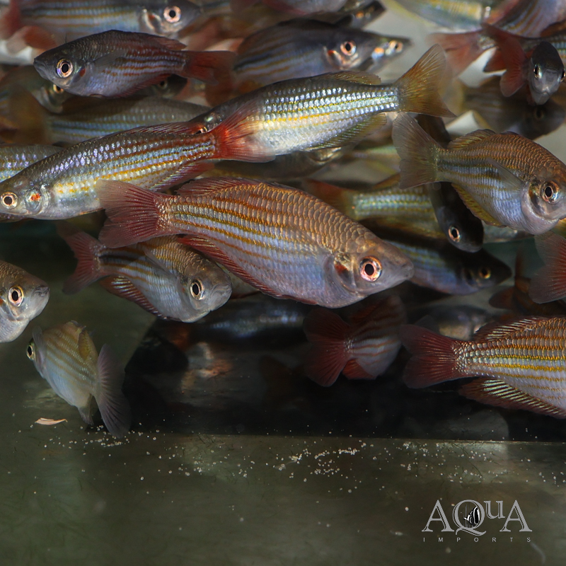 Eastern Rainbow (Melanotaenia splendida splendida) - Image 2