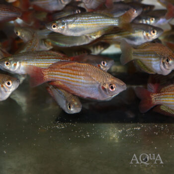 Eastern Rainbow (Melanotaenia splendida splendida)