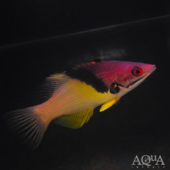 Eclipse Hogfish (Bodianus mesothorax)