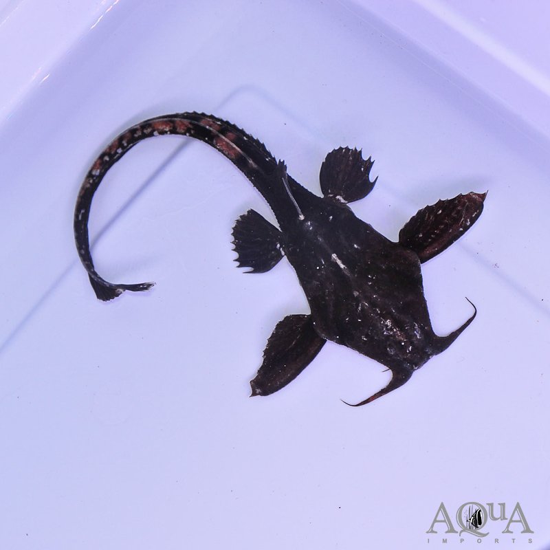 Eel Tail Banjo Catfish (Platystacus cotylephorus)