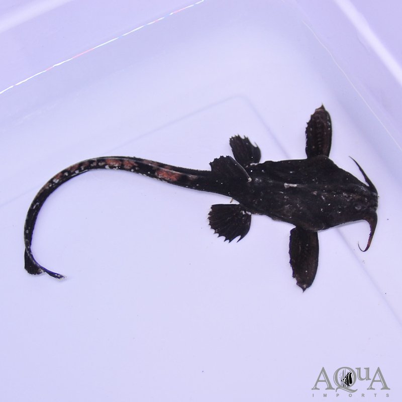Eel Tail Banjo Catfish (Platystacus cotylephorus) - Image 2