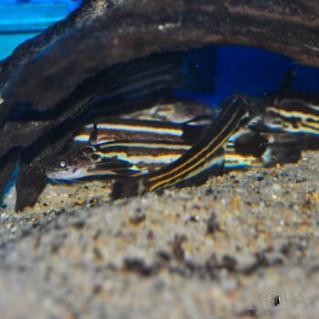 Eel Tail Wood Catfish (Trachelyopterichthys taeniatus)