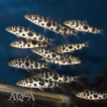 Eight Spotted Leporinus (Leporinus octomaculatus)
