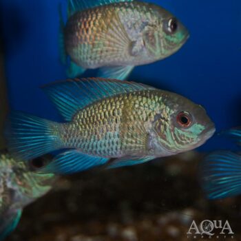 Electric Blue Acara (Aequidens pulcher)