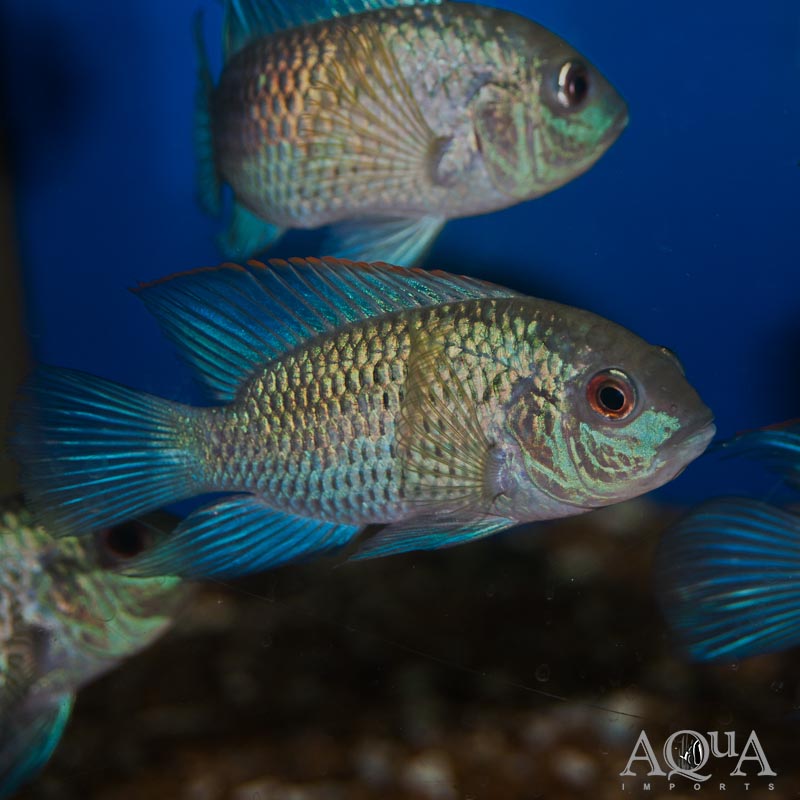 Electric Blue Acara (Aequidens pulcher)