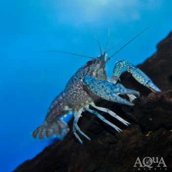 Electric Blue Crayfish (Procambarus alleni)