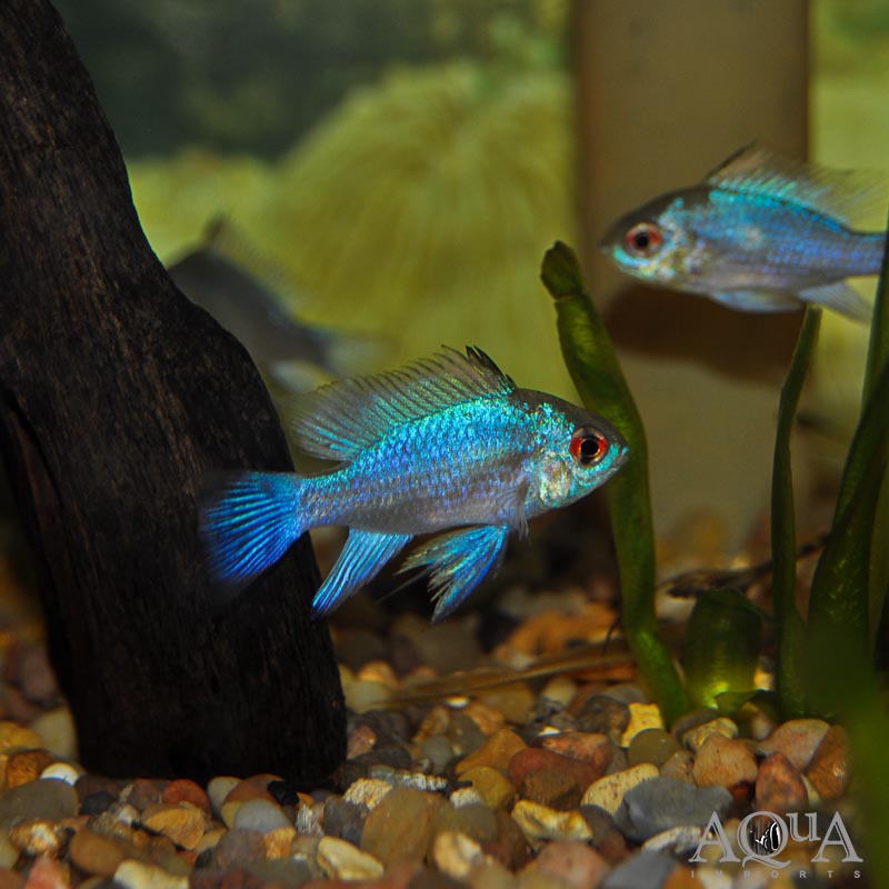 Electric Blue Ram (Mikrogeophagus ramirezi)