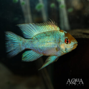 Electric Blue Ram (Mikrogeophagus ramirezi)