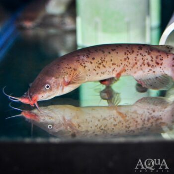 Electric Catfish (Malapterurus cf. electricus)