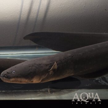 Electric Eel (Electrophorus varii)