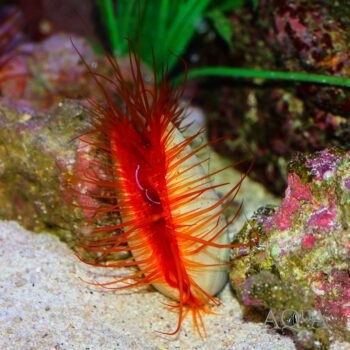 Electric Flame Scallop (Lima sp.)