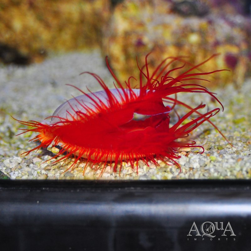 Electric Flame Scallop (Lima sp.)