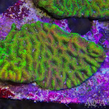 Electric Green Platygyra Brain Coral (Platygyra sp.)