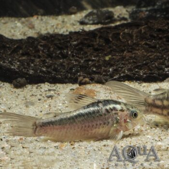 Elegant Cory (Gastrodermus elegans)