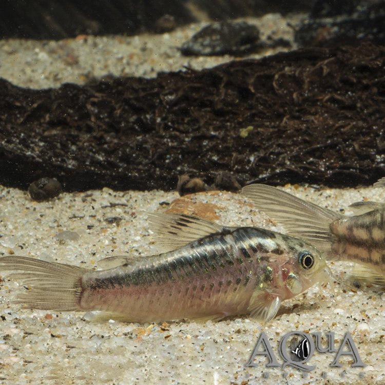 Elegant Cory (Gastrodermus elegans)
