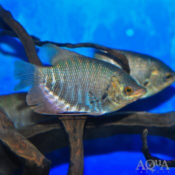 Elephant Ear Giant Gourami (Osphronemus exodon)