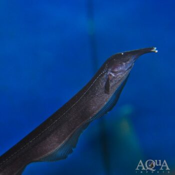 Elephant Nose Knifefish (Sternarchorhynchus oxyrhynchus)