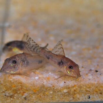 Ellis Cory (Corydoras ellisae)