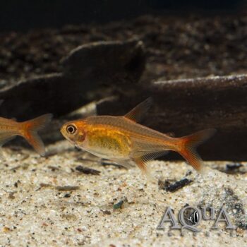 Ember Tetra (Hyphessobrycon amandae)